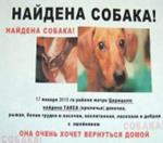 Что делать, если вами найдена чужая собака