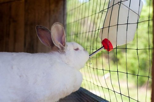 Поилки для кроликов: разновидности и изготовление своими руками