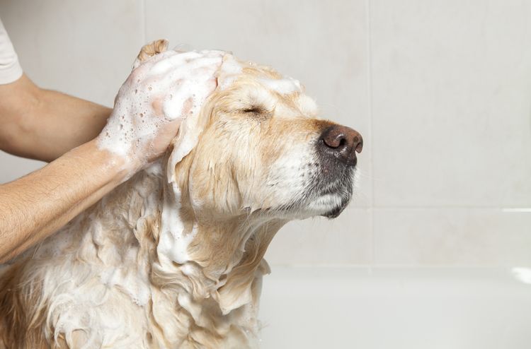 Как правильно мыть собак