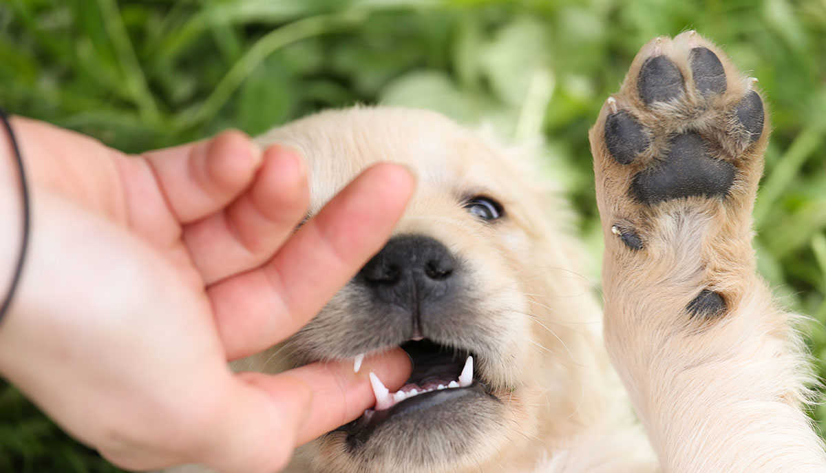 Эффективные способы отучить собаку кусаться