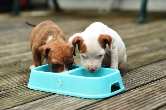 Собаки миниатюрных пород: нюансы ухода и особенности питания