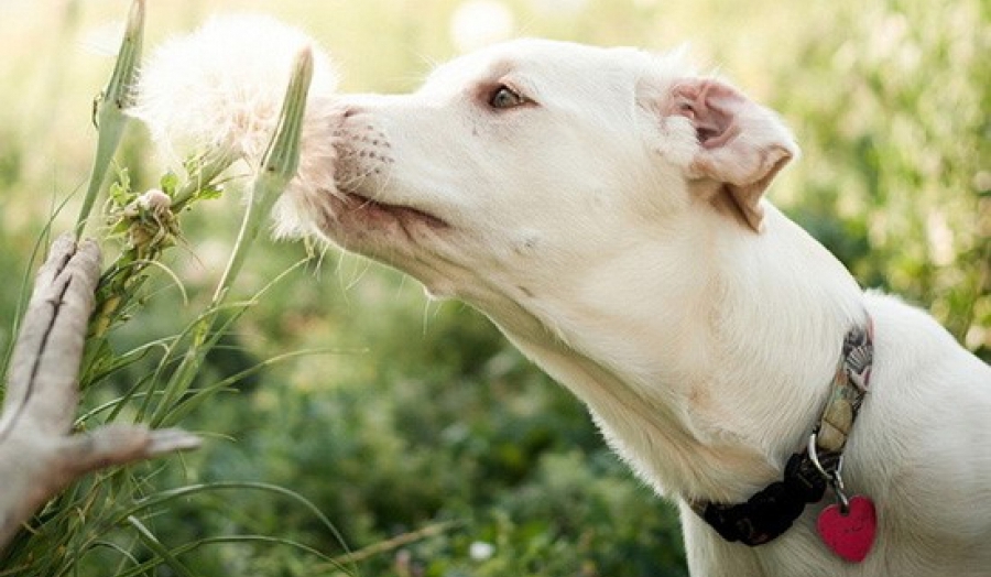 Собака-аллергик: 7 признаков заболевания