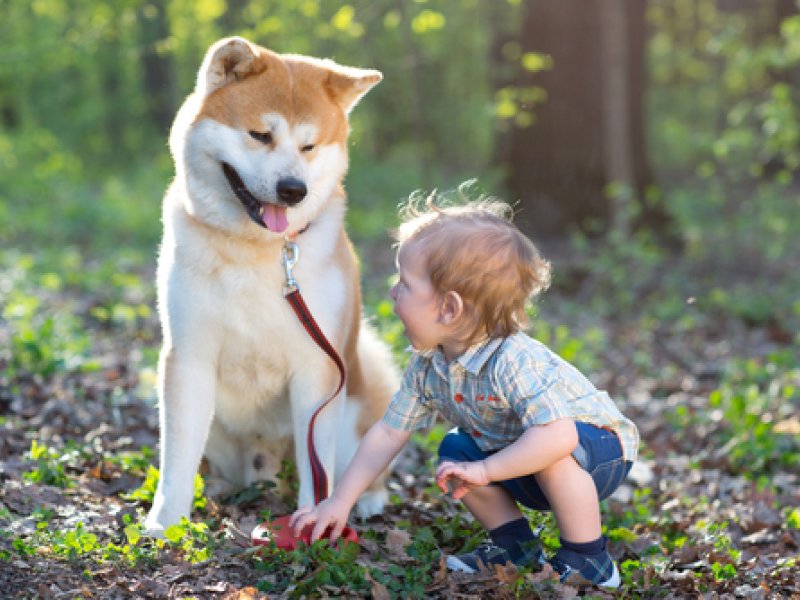 Появление младенца в семье: как подготовить собаку