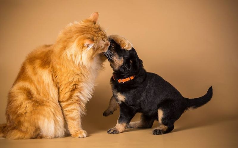 Как подружить взрослую кошку и щенка: советы опытных хозяев