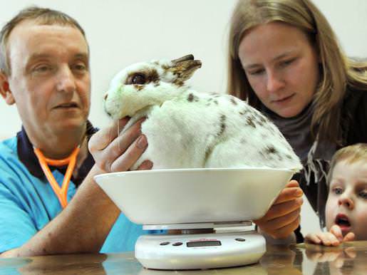 При заболевании кроликов в срочном порядке вызывается ветеринарный врач