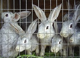 Выращивание кроликов – непростая, но прибыльная задача