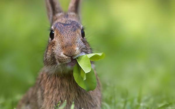 Кролики, выращенные в домашних условиях, могут бесконтрольно поедать траву, поэтому давать им помногу пищи не стоит