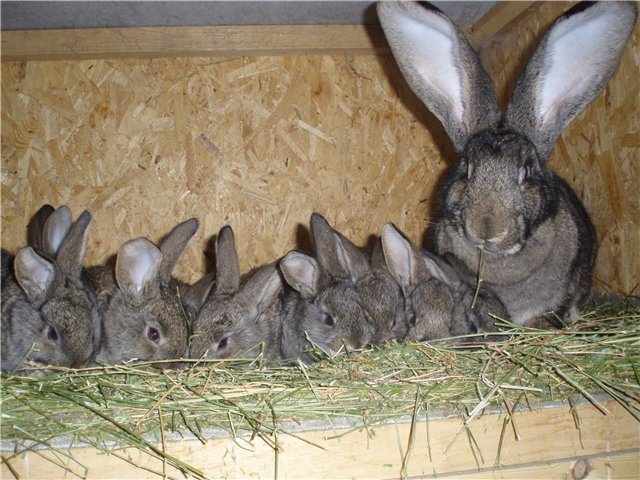 После рождения крольчат, пока самка занимается ими, не подпускайте самца