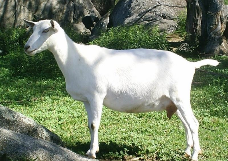 Русская белая порода коз характеризуется грубой короткой шерстью белого