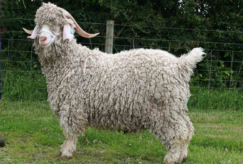 Ангорская порода коз, или как ее называют в Турции - тифтик кечи