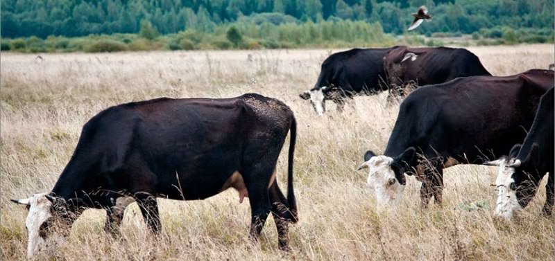 Ярославская порода коров встречается не только в России, но и на Украине