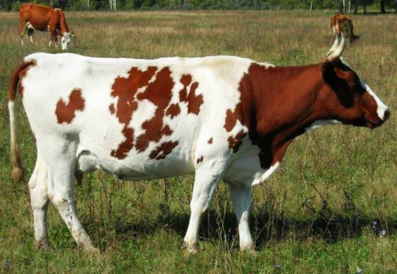 Среди относительно новых разновидностей коров выделяют красно-пеструю породу