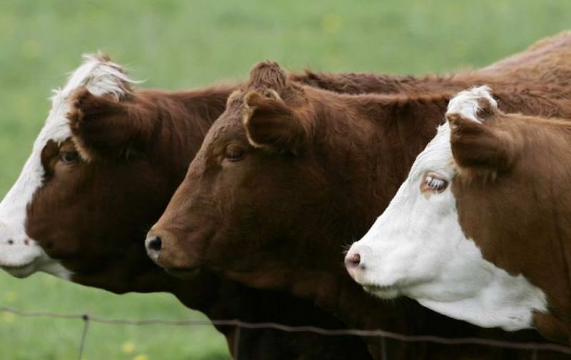 На территории России часто разводят и другие разновидности коров, который были завезены из Европы и Америки
