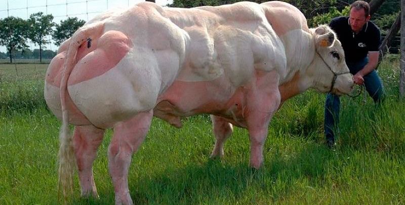 Существует множество мясных пород коров