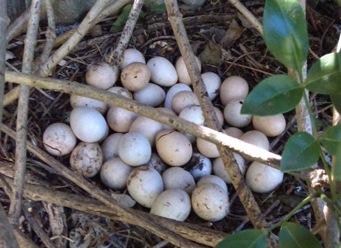 При разведении птицы с целью реализации яиц, нужно помнить, что возраст яйценоскости наступает с возраста семи месяцев
