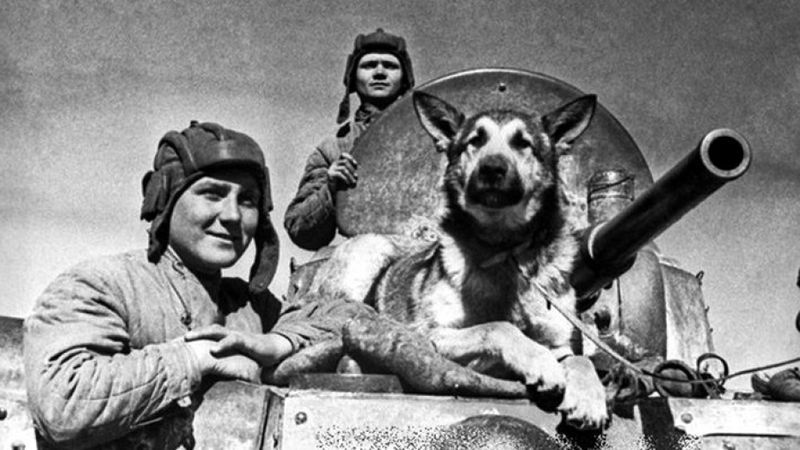 Преданность, проверенная боем. Собаки Великой Отечественной войны