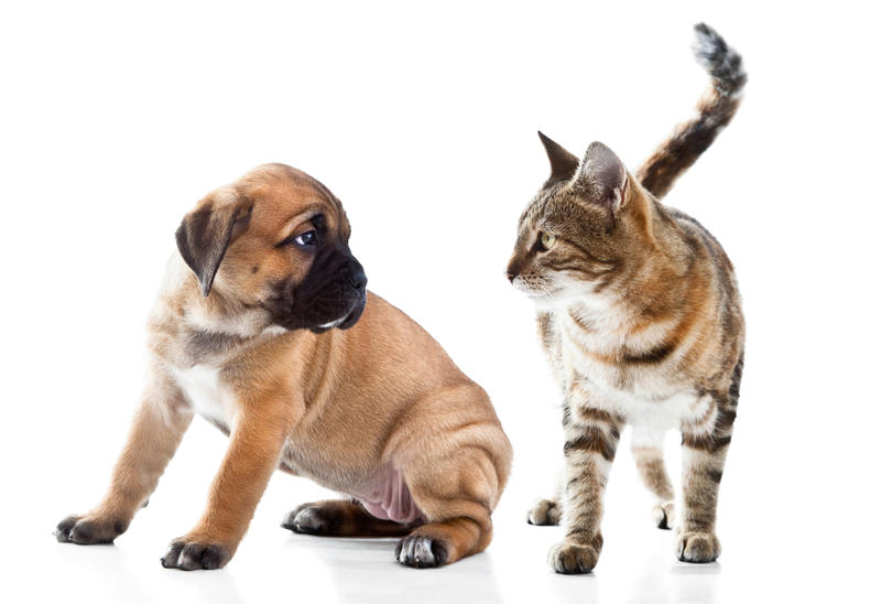 Взаимоотношения собак и кошек: проблемы и способы их решения