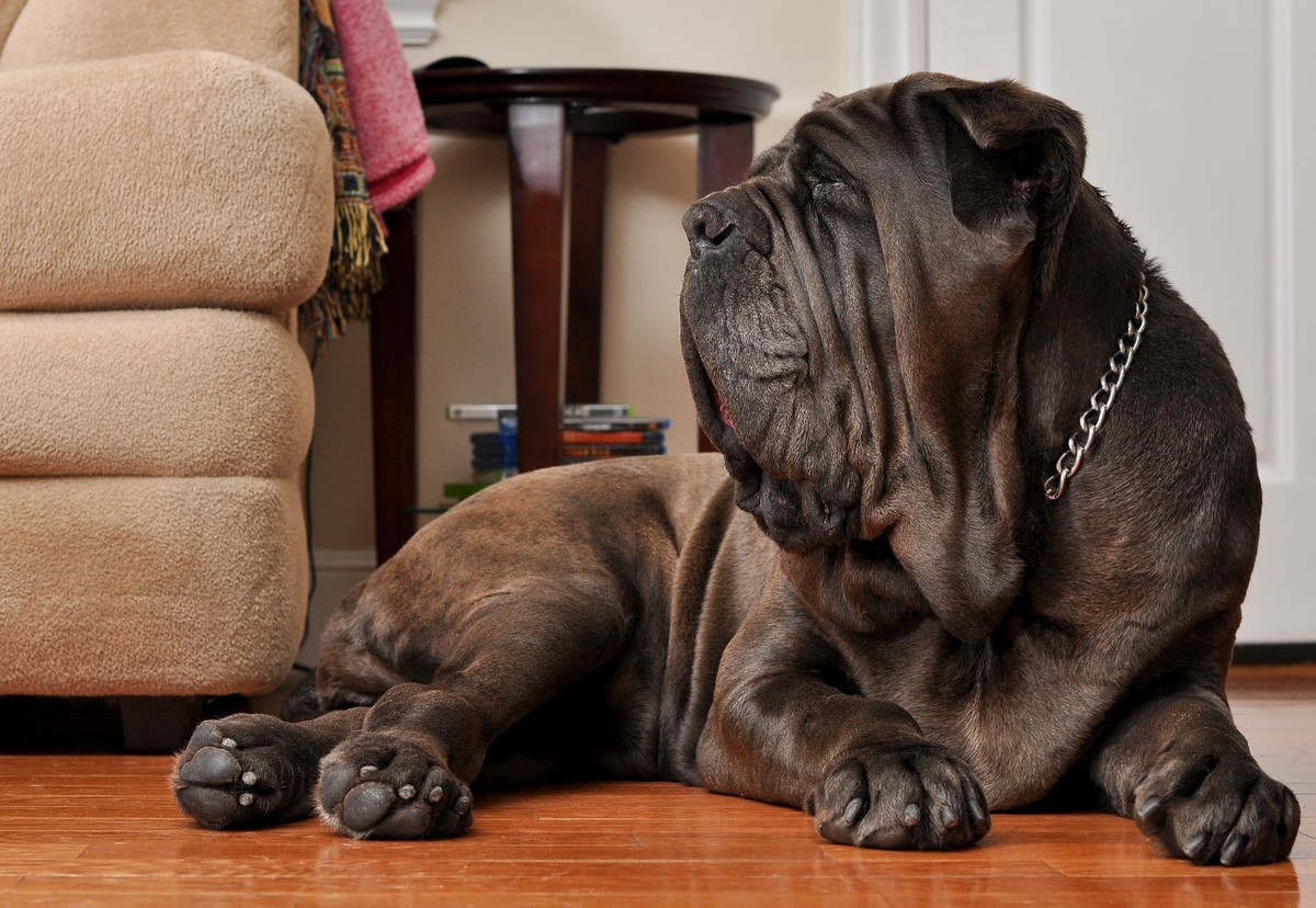 Большая собака в квартире: 10 простых правил содержания