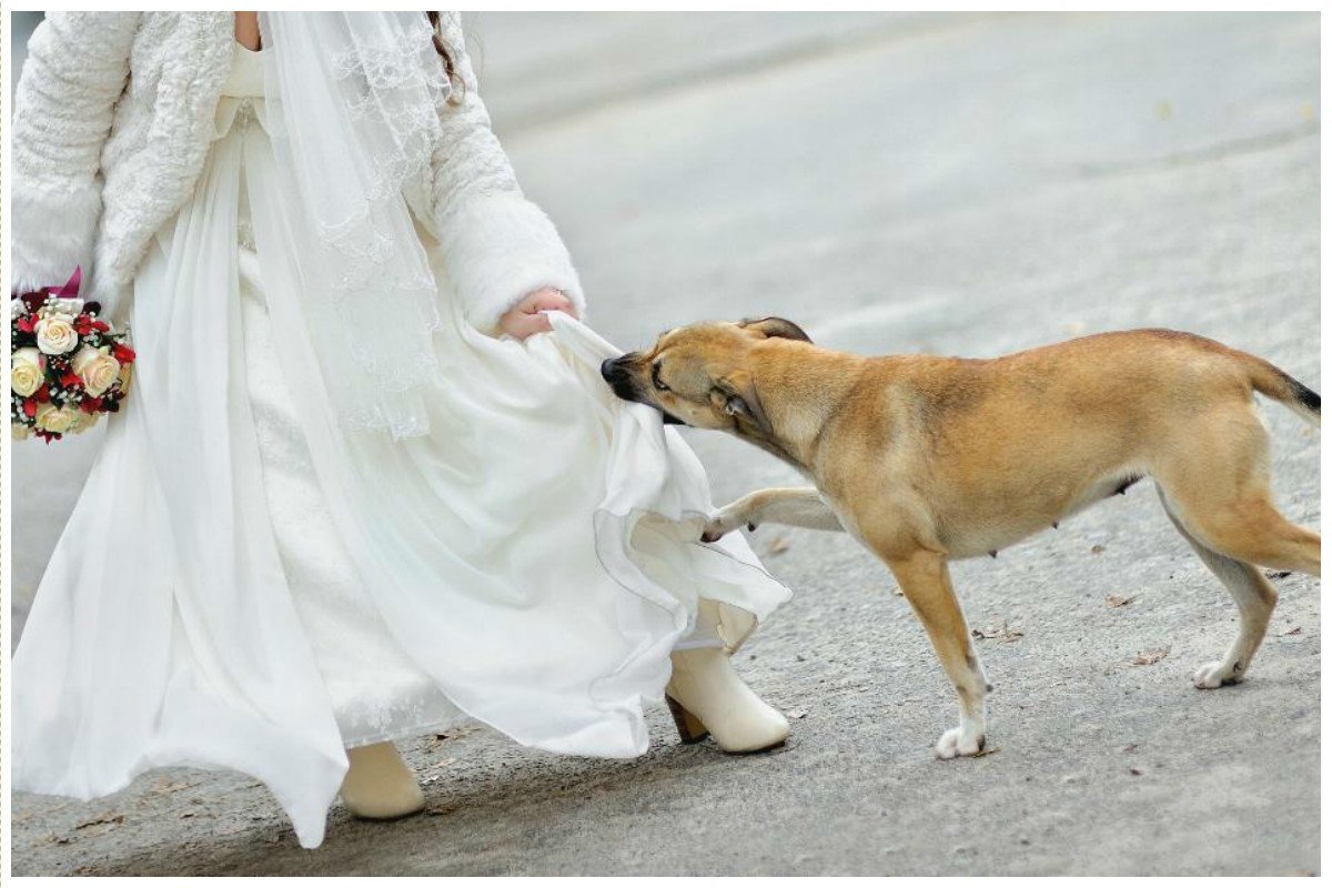 Как жениться на псе и получить полмиллиарда приданого