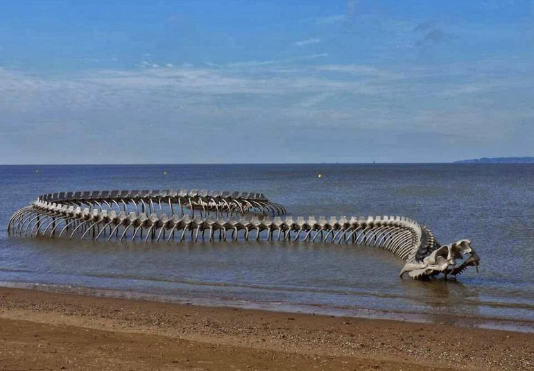 Загадки морских чудовищ