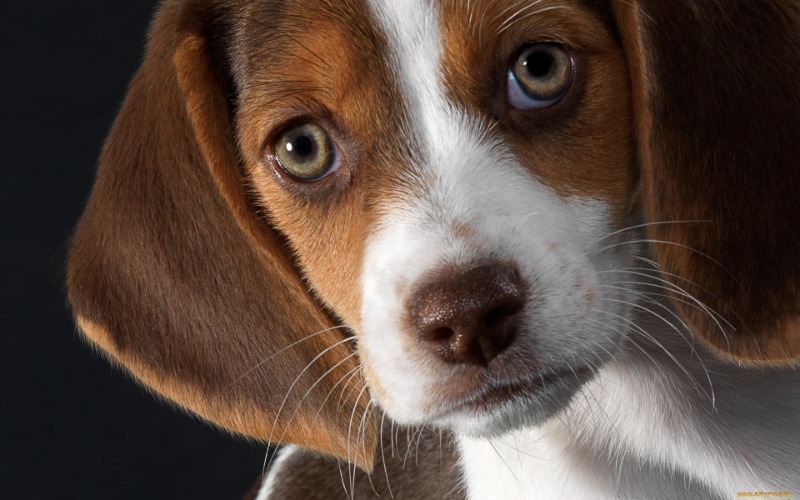 Тревожный звоночек: когда запах собаки говорит о том, что пора к ветеринару