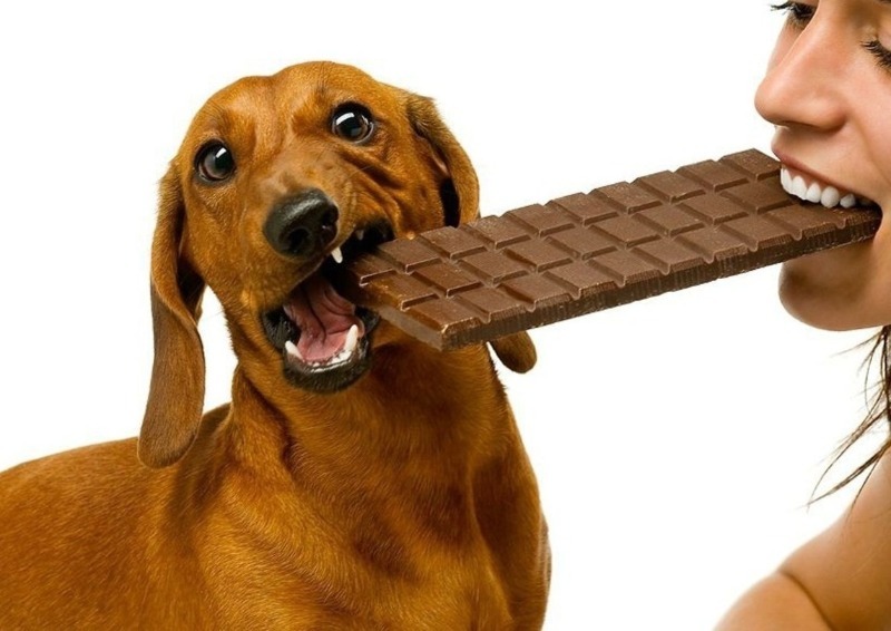 Собака и девушка ухватились зубами за одну плитку шоколада