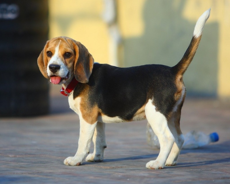 Мечта ветеринара: 8 пород собак, у которых часто бывают проблемы со здоровьем