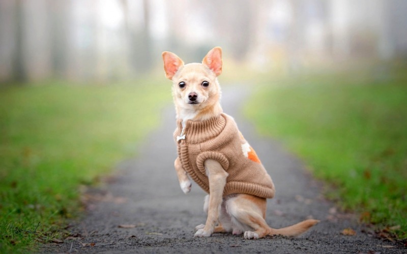 7 мифов о маленьких собачках, которые могут стоить им жизни