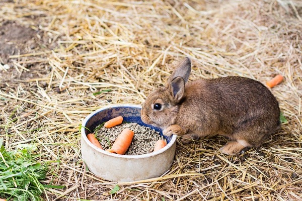 Что давать кроликам